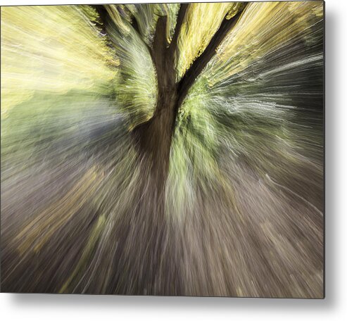 Leaves Metal Print featuring the photograph Unleash The Light by Deborah Hughes