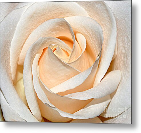 Berry Metal Print featuring the photograph Vanilla Cream by Diane E Berry