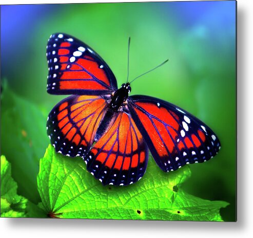 Monarch Butterfly Metal Print featuring the photograph Viceroy Perch by Mark Andrew Thomas
