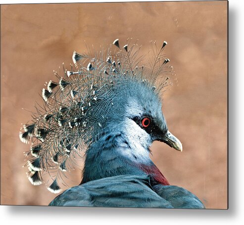 Bird Metal Print featuring the photograph Victoria Crowned Pigeon by William Bitman