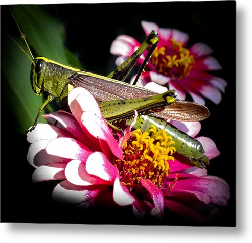 Grasshoppers Metal Print featuring the photograph VISITING a ZINNIA by Karen Wiles