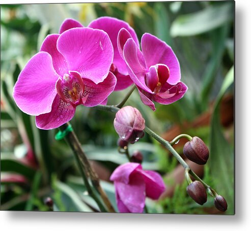 Flowers Metal Print featuring the photograph Vivid Pink by Ellen Tully