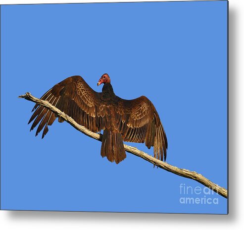 Vulture Metal Print featuring the photograph Vivid Vulture .png by Al Powell Photography USA