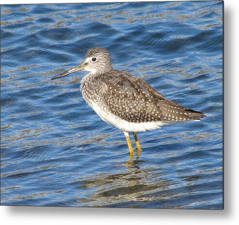 Wildlife Metal Print featuring the photograph Wading Yellowlegs by William Selander
