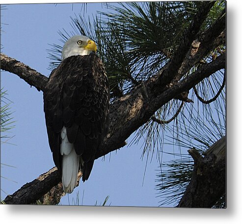 Eagle Metal Print featuring the photograph Waiting and Watching by Keith Lovejoy