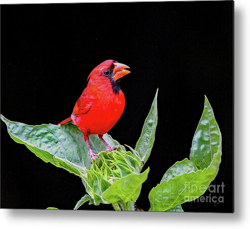 Nature Metal Print featuring the photograph Waiting by DB Hayes