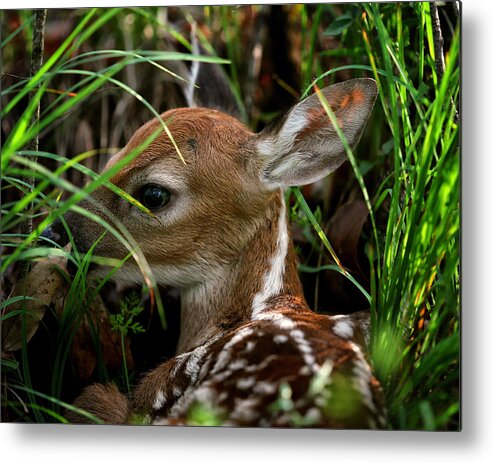 Whitetail Deer Metal Print featuring the photograph Waiting Fawn by Michael Dougherty