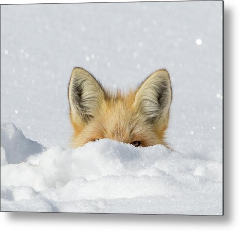 Fox Metal Print featuring the photograph Watchful Eye by Kevin Dietrich