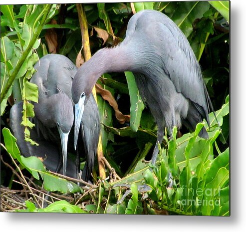 Tri-colored Herons Metal Print featuring the photograph Watching the Hatching by Lori Lafargue