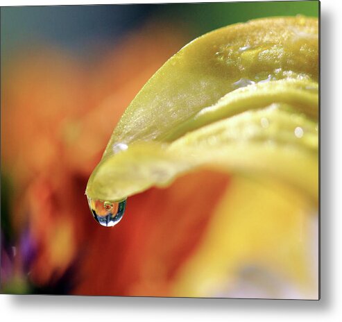 Water Drop Metal Print featuring the photograph Water Droplet on Yellow Petal by Angela Murdock