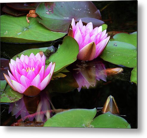 Water Lilies Metal Print featuring the photograph Water Lilies by Anthony Jones