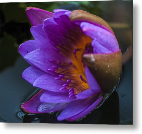 Water Lily Metal Print featuring the photograph Water Lily by Stewart Helberg