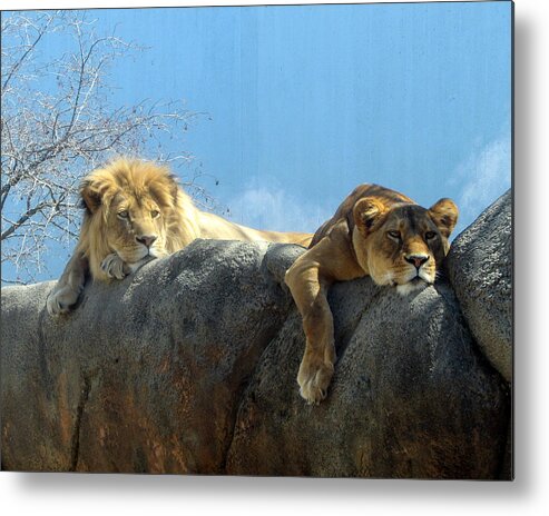 Lion Metal Print featuring the photograph We Are Tired by George Jones