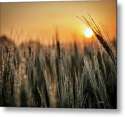 Sunrise Metal Print featuring the photograph Web by Crystal Socha