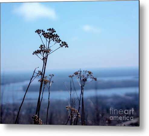 Tinas Captured Moments Metal Print featuring the photograph Weeds by Tina Hailey