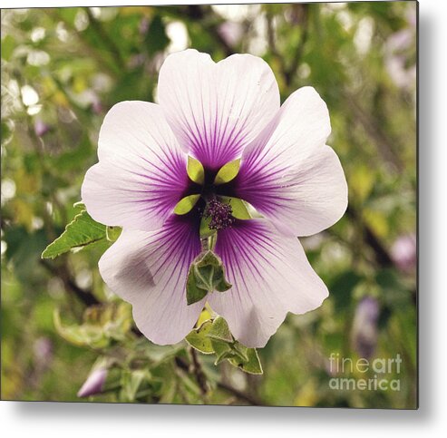 Flower Metal Print featuring the photograph Western Australian Native Hibiscus by Cassandra Buckley