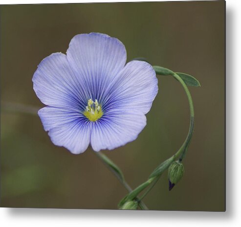 Nature Metal Print featuring the photograph Western Blue Flax by Ben Upham III