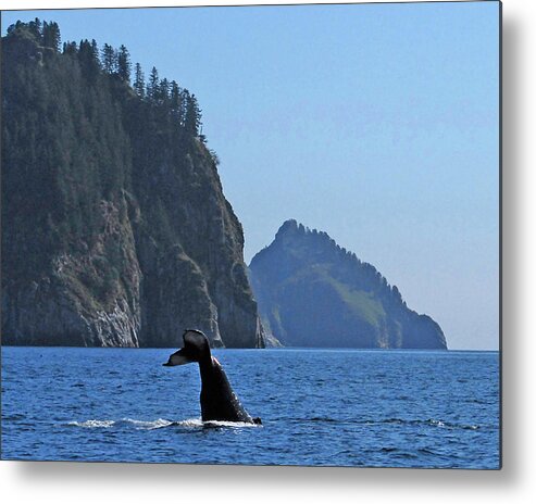 Whale Metal Print featuring the photograph Whale of a Tail by Ted Keller