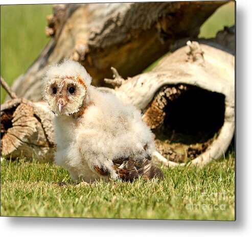 Barn Owls Metal Print featuring the photograph Where's my mommy by Heather King
