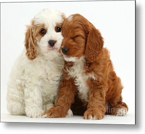 Sleepy Cavapoo Puppies Metal Print featuring the photograph White Background by Mark Taylor
