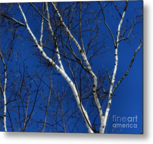 Tree Metal Print featuring the photograph White Birch Blue Sky by Smilin Eyes Treasures