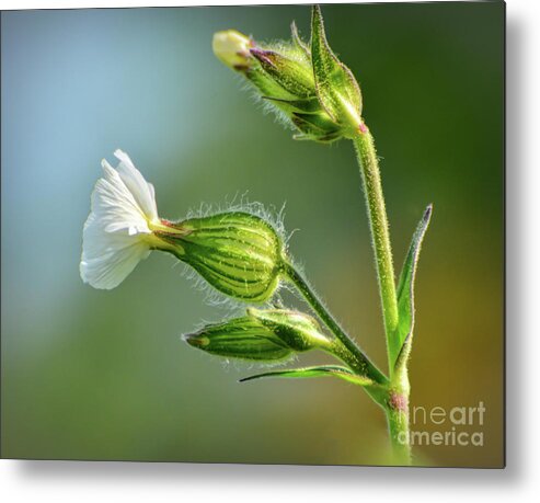White Campion Metal Print featuring the photograph White Campion Wildflower - Side View by Kerri Farley