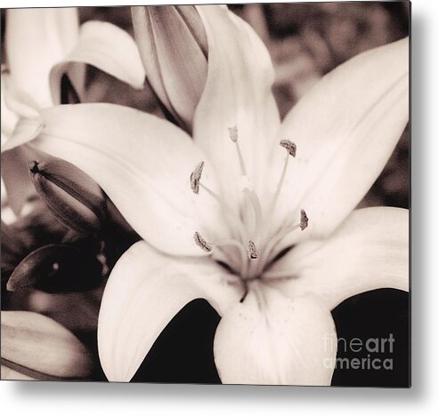 Day Lily Metal Print featuring the painting White Day Lily by Mindy Sommers