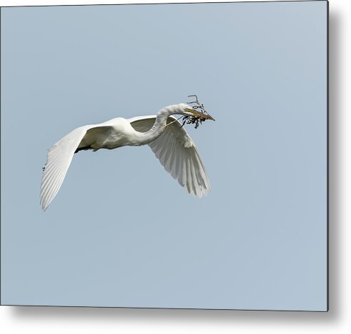 Great Egret Metal Print featuring the photograph White Egret 2016-1 by Thomas Young