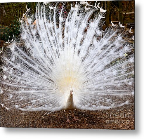 Animals Metal Print featuring the photograph White Peacock by Colin Rayner