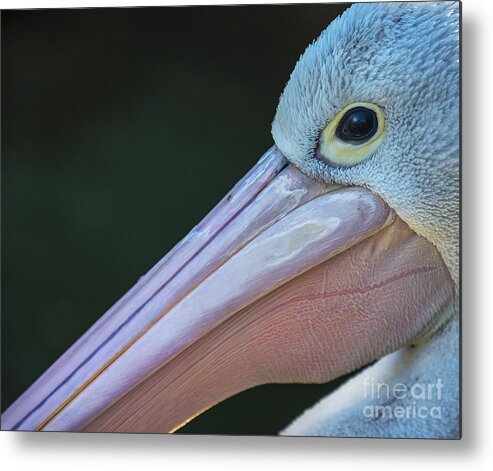 Australian White Pelican Metal Print featuring the photograph White pelican close up by Sheila Smart Fine Art Photography