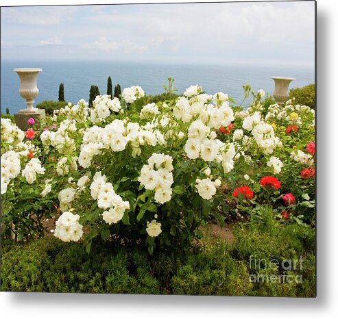 White Metal Print featuring the photograph White roses in garden on sea coast by Irina Afonskaya