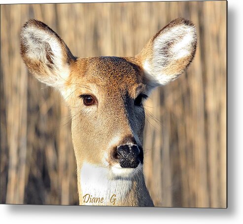 White-tailed Deer Metal Print featuring the photograph White-tailed Deer by Diane Giurco