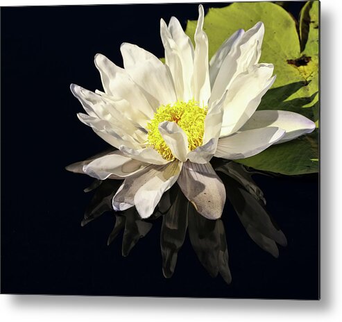 Water Lily Metal Print featuring the photograph White Water Lily Reflection by Judy Vincent