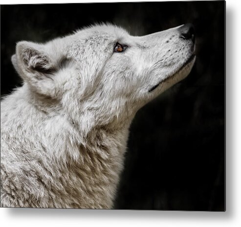 White Wolf Metal Print featuring the photograph White Wolf by Wes and Dotty Weber