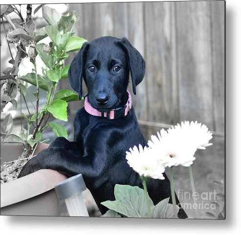 Puppy Metal Print featuring the photograph Who Me by Debby Pueschel
