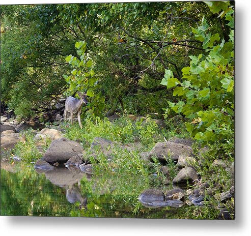 Whtietail Deer Metal Print featuring the photograph Whtietail Deer Along the Buffalo River by Michael Dougherty
