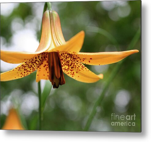 Flower Metal Print featuring the photograph Wild Canadian Lily by Smilin Eyes Treasures