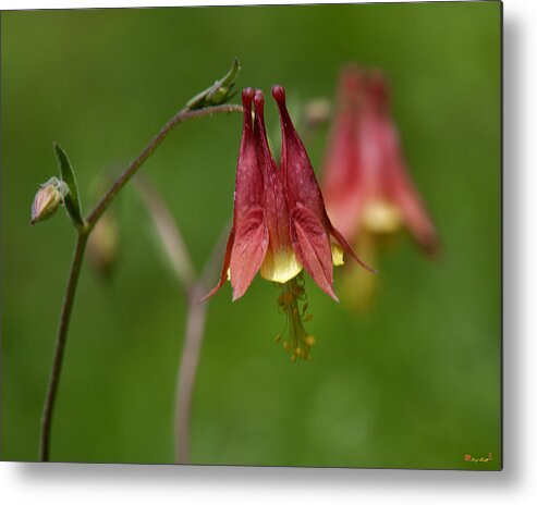 Nature Metal Print featuring the photograph Wild Columbine Aquilegia canadensis DSPF0361 by Gerry Gantt