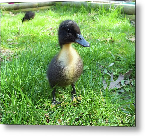 Duck Metal Print featuring the photograph Wild Flower Duckling by Kimmary MacLean
