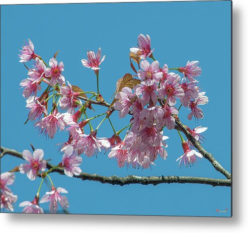 Nature Metal Print featuring the photograph Wild Himalayan Cherry DTHN0220 by Gerry Gantt