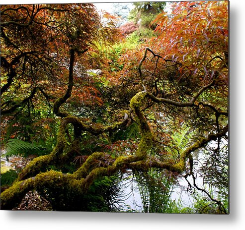 Botany Metal Print featuring the photograph Wild Japanese Maple by Sonja Anderson