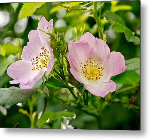 Wild Roses Metal Print featuring the photograph Wild Roses. Duo. by Elena Perelman