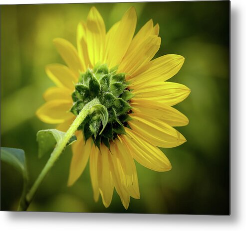 Wildflower Metal Print featuring the photograph Wild Side by Gary Migues