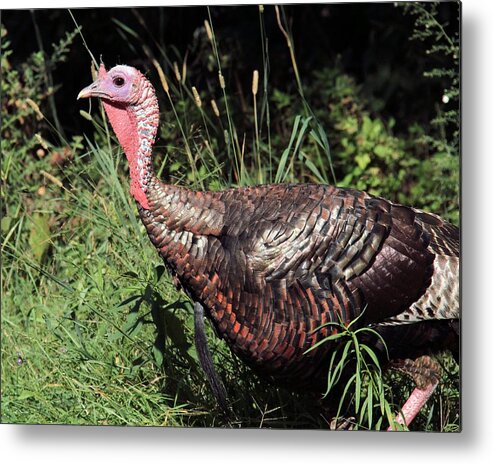 Wild Turkey Metal Print featuring the photograph Wild Turkey by Doris Potter