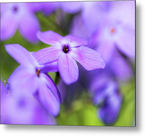 Purple Metal Print featuring the photograph Wildflowers by Jody Partin
