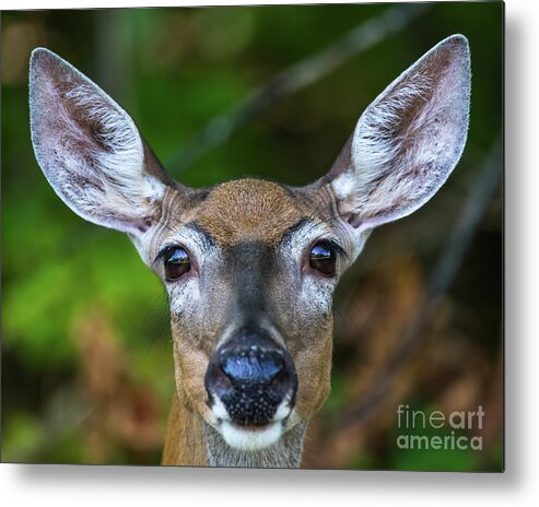 Wildlife Metal Print featuring the photograph Wildlife Deer -0486 by Norris Seward