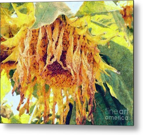 Sunflower Metal Print featuring the photograph Wilted Sunflower - what a day by Janine Riley