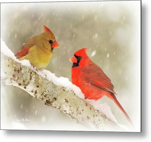 Birds Metal Print featuring the photograph Winter Cardinals by Harry Moulton