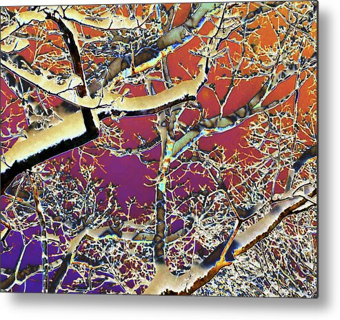Landscape Metal Print featuring the photograph Winter Celebration by Ann Tracy