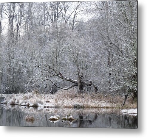 Winter Wonderland Metal Print featuring the photograph Winter Special by I'ina Van Lawick